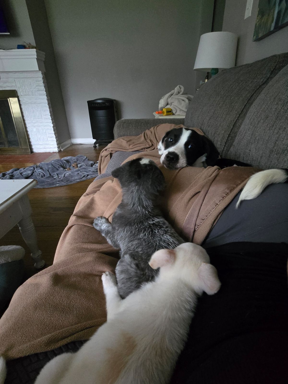 Dog for adoption Pirate, an Australian Cattle Dog / Blue Heeler Mix