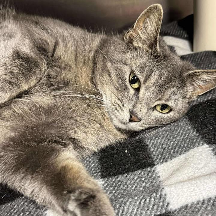 Enlarge Matilda, a Adoptable Domestic Short Hair in Memphis, TN image 1/1