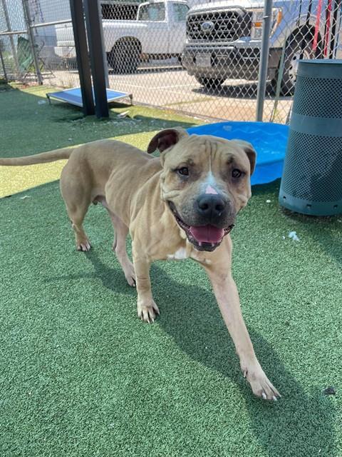 LUCAS LOVES PEANUT BUTTER, Adoptable, Young Male Mastiff & Mixed Breed.