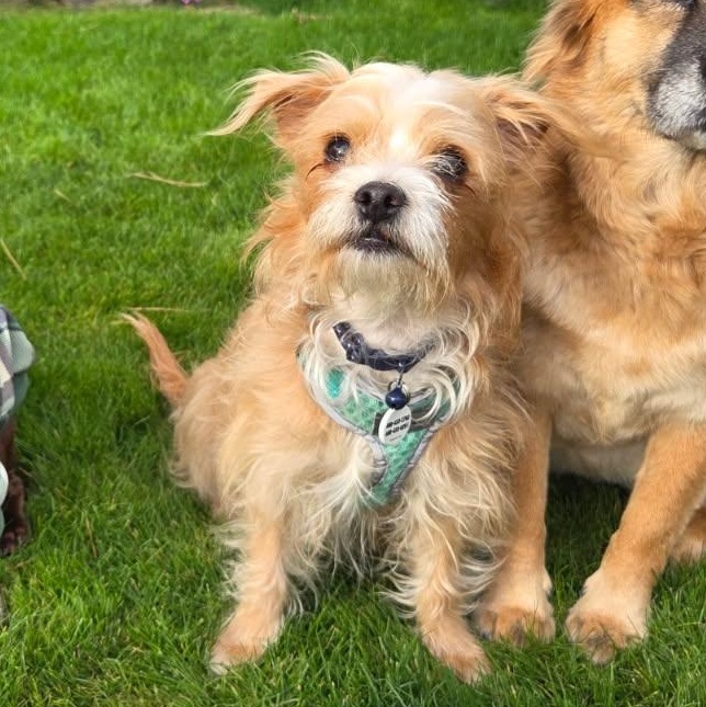 Enlarge Chewy, an adopted mixed breed in Phoenix, AZ image 3/5