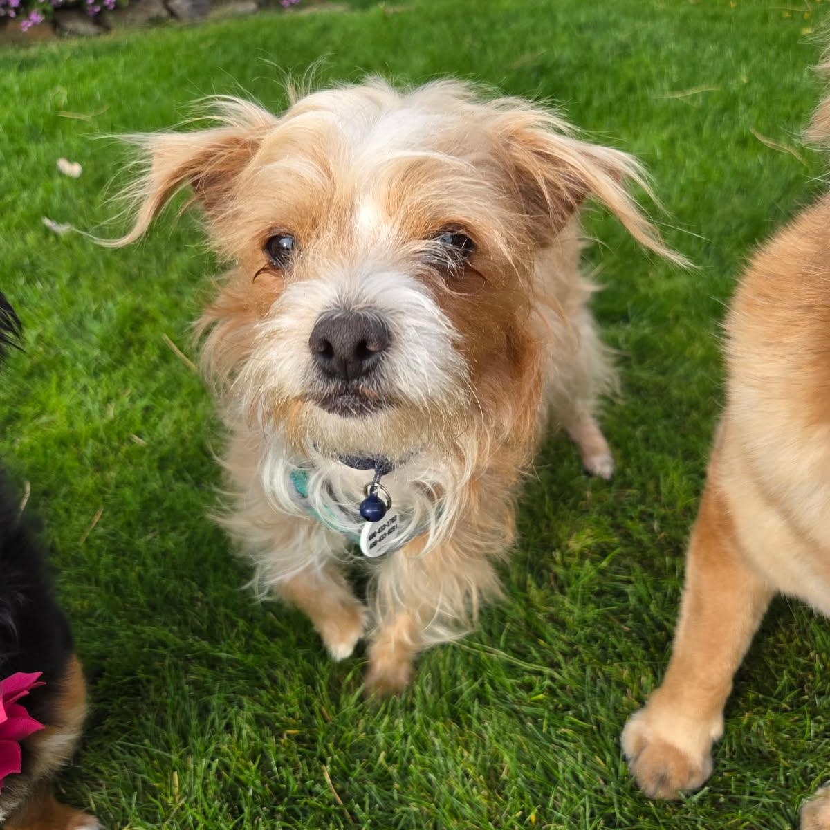 Enlarge Chewy, an adopted mixed breed in Phoenix, AZ image 2/5