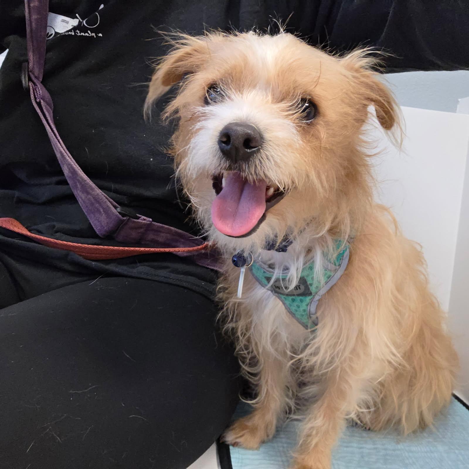 Enlarge Chewy, an adopted mixed breed in Phoenix, AZ image 1/5