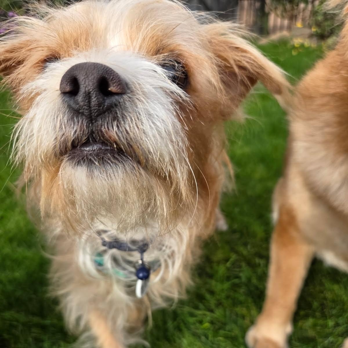 Enlarge Chewy, an adopted mixed breed in Phoenix, AZ image 4/5