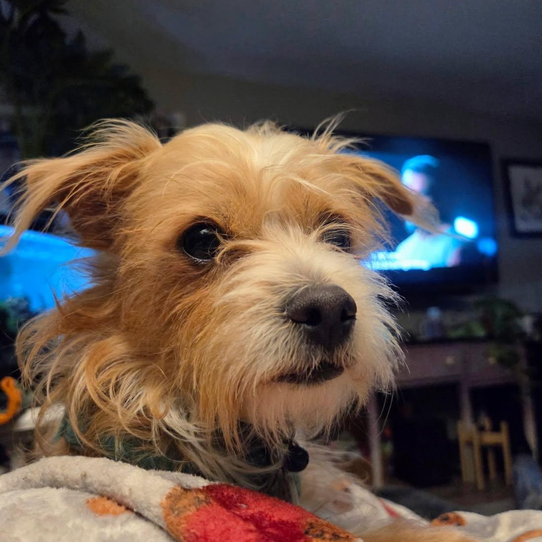 Enlarge Chewy, an adopted mixed breed in Phoenix, AZ image 5/5