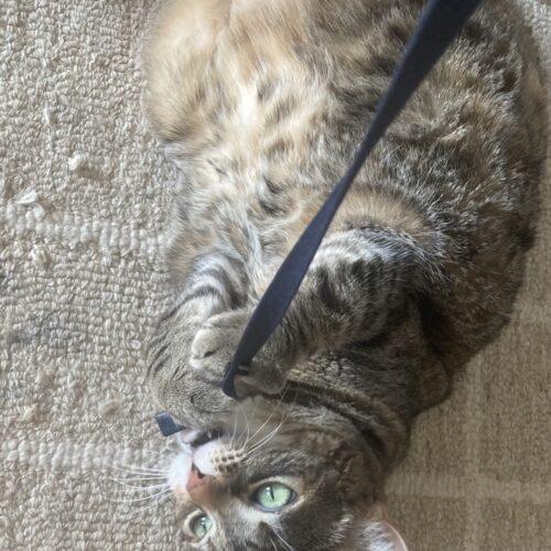 Crunch Wrap Supreme (Crunchy), Adoptable, Adult Female Domestic Short Hair.