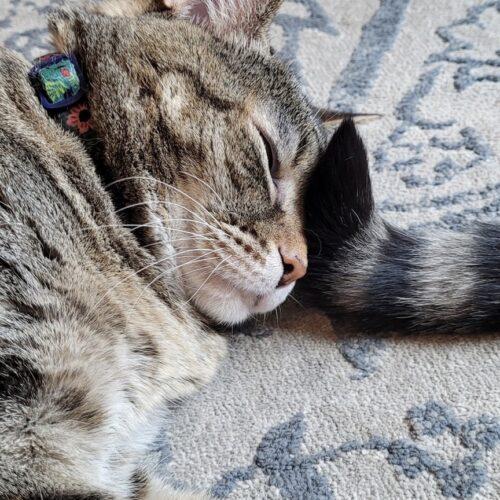 Enlarge Crunch Wrap Supreme (Crunchy), a Adoptable Domestic Short Hair in Seven Valleys, PA image 2/6