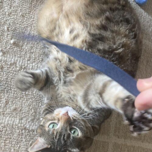 Enlarge Crunch Wrap Supreme (Crunchy), a Adoptable Domestic Short Hair in Seven Valleys, PA image 3/6