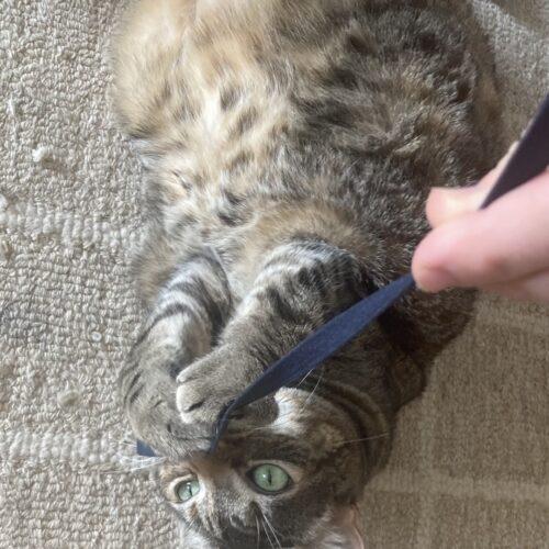 Enlarge Crunch Wrap Supreme (Crunchy), a Adoptable Domestic Short Hair in Seven Valleys, PA image 4/6