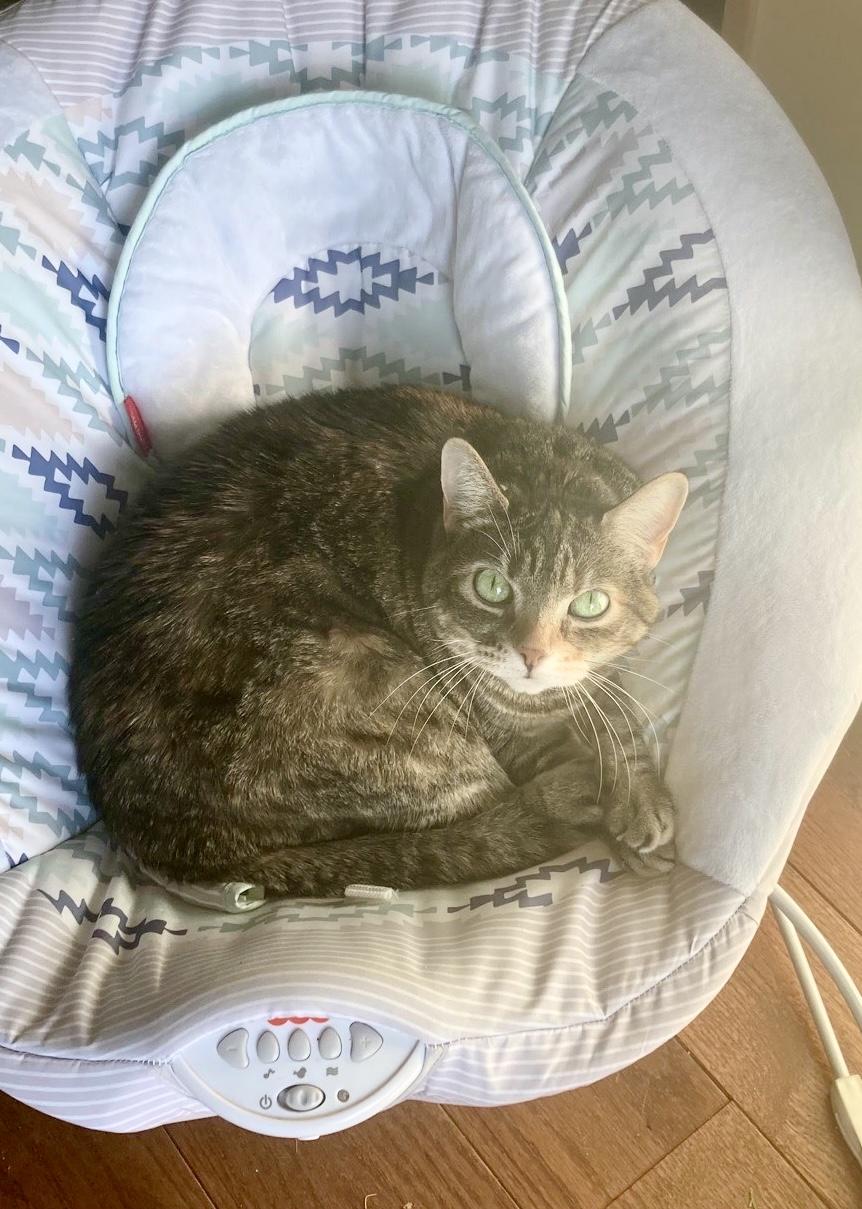 Enlarge Crunch Wrap Supreme (Crunchy), a Adoptable Domestic Short Hair in Seven Valleys, PA image 5/6