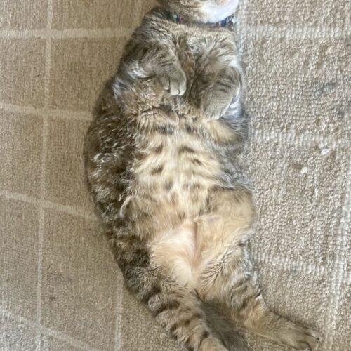 Enlarge Crunch Wrap Supreme (Crunchy), a Adoptable Domestic Short Hair in Seven Valleys, PA image 6/6