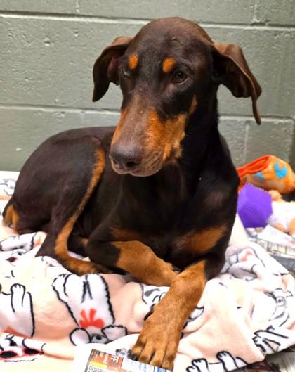 Enlarge Delilah, a Adoptable mixed breed in Phoenix, AZ image 1/2