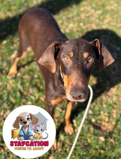 Enlarge Delilah, a Adoptable mixed breed in Phoenix, AZ image 2/2