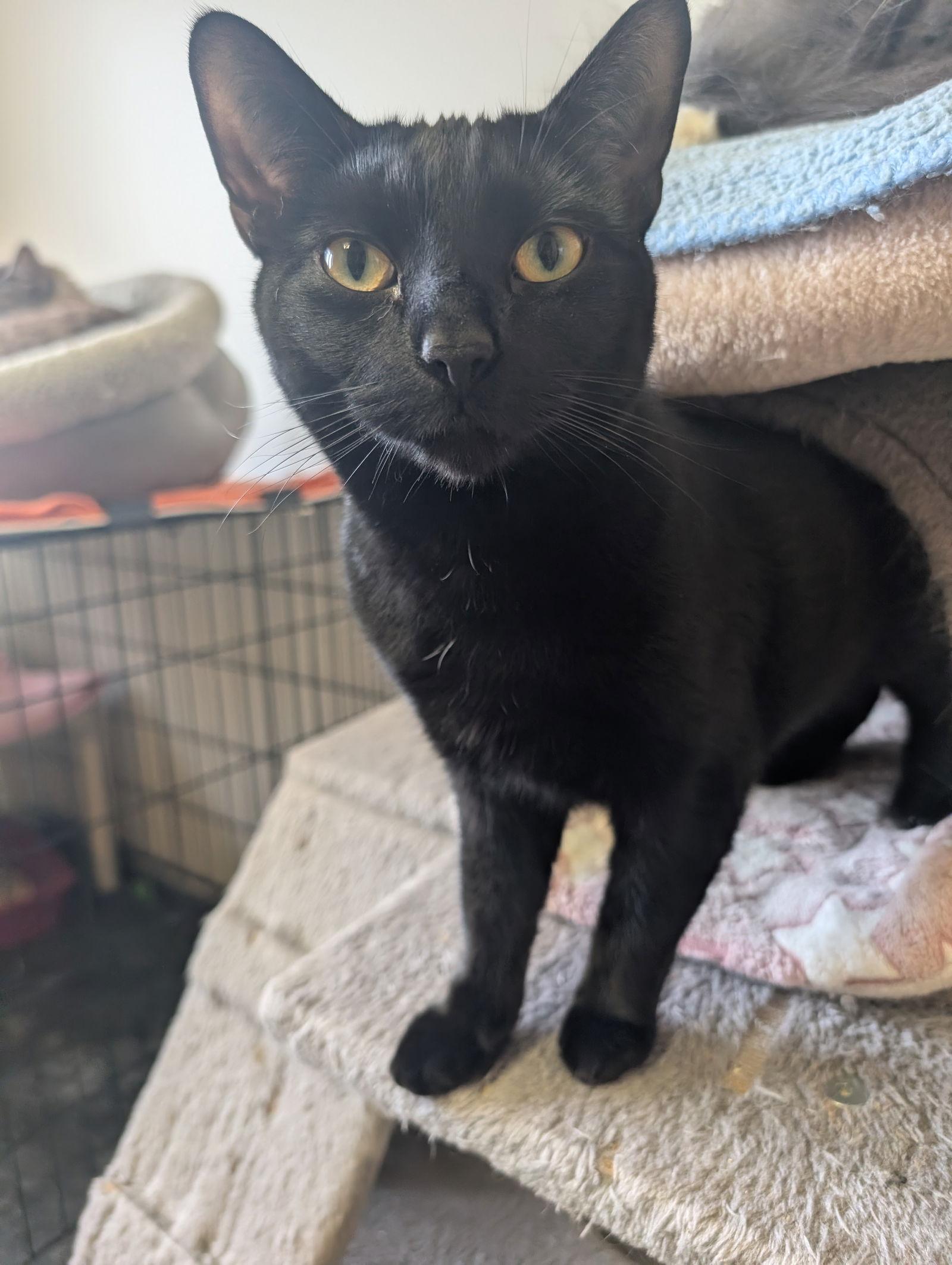 Enlarge Sally, a Adopted Domestic Short Hair in Montreal, QC image 1/1