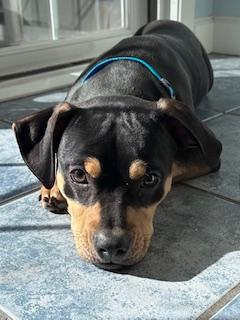 Enlarge Little Man, a ADOPTABLE mixed breed in Batavia, IL image 2/6