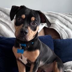Enlarge Little Man, a ADOPTABLE mixed breed in Batavia, IL image 1/6