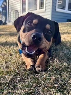 Enlarge Little Man, a ADOPTABLE mixed breed in Batavia, IL image 6/6