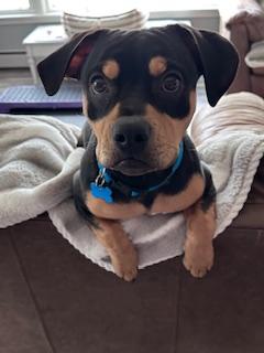 Enlarge Little Man, a ADOPTABLE mixed breed in Batavia, IL image 3/6