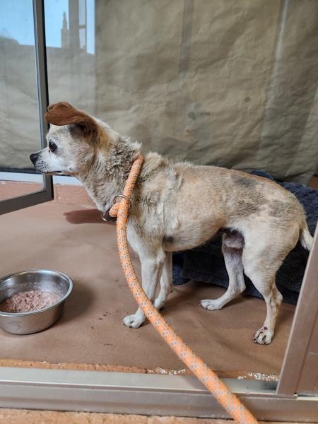 Enlarge Bubby, a Adoptable mixed breed in Kennewick, WA image 1/1