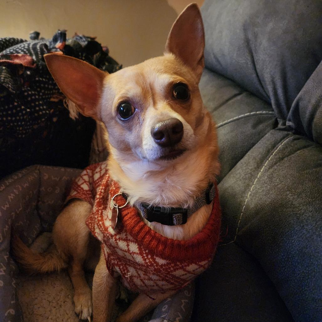 Buddy, Adoptable, Adult Male Chihuahua.