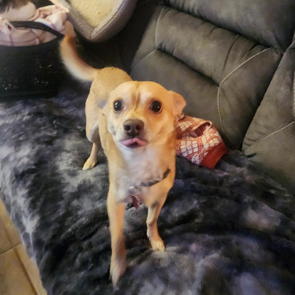 Enlarge Buddy, a Adoptable Chihuahua in Colorado Springs, CO image 2/6