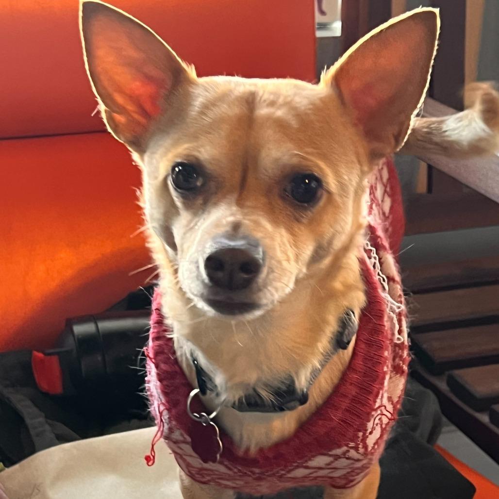 Enlarge Buddy, a Adoptable Chihuahua in Colorado Springs, CO image 3/6