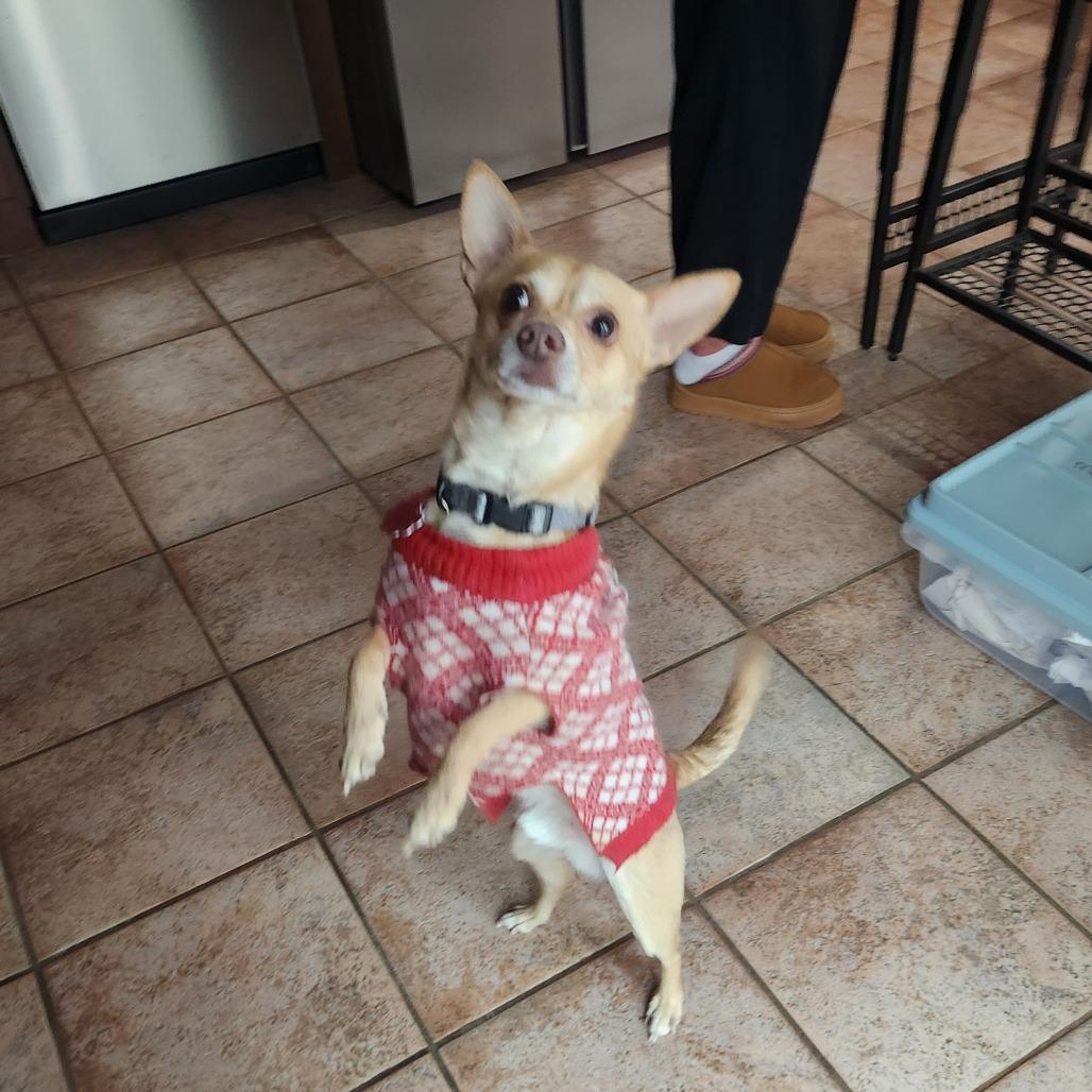 Enlarge Buddy, a Adoptable Chihuahua in Colorado Springs, CO image 4/6