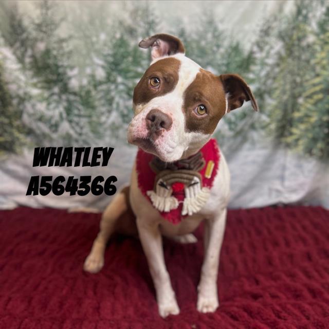Enlarge WHATLEY, a Adoptable Pit Bull Terrier in Huntsville, AL image 1/1