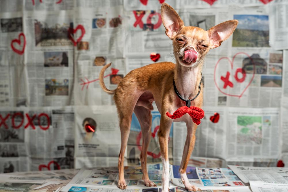 Enlarge Fresno, a Adoptable Chihuahua in Mundelein, IL image 1/6