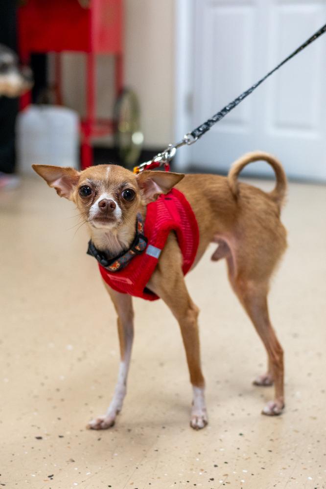 Enlarge Fresno, a Adoptable Chihuahua in Mundelein, IL image 1/6