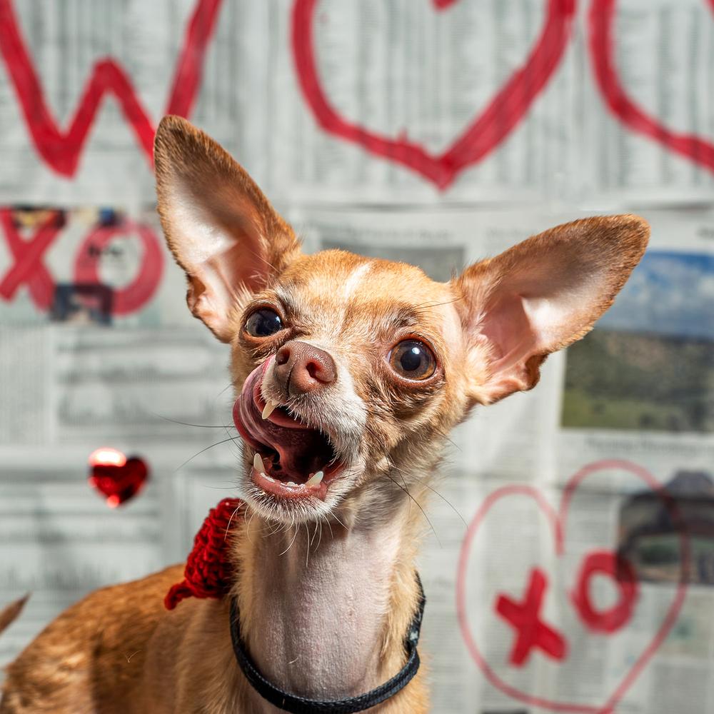 Enlarge Fresno, a Adoptable Chihuahua in Mundelein, IL image 1/6