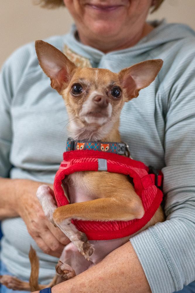 Fresno, Adoptable, Adult Male Chihuahua.