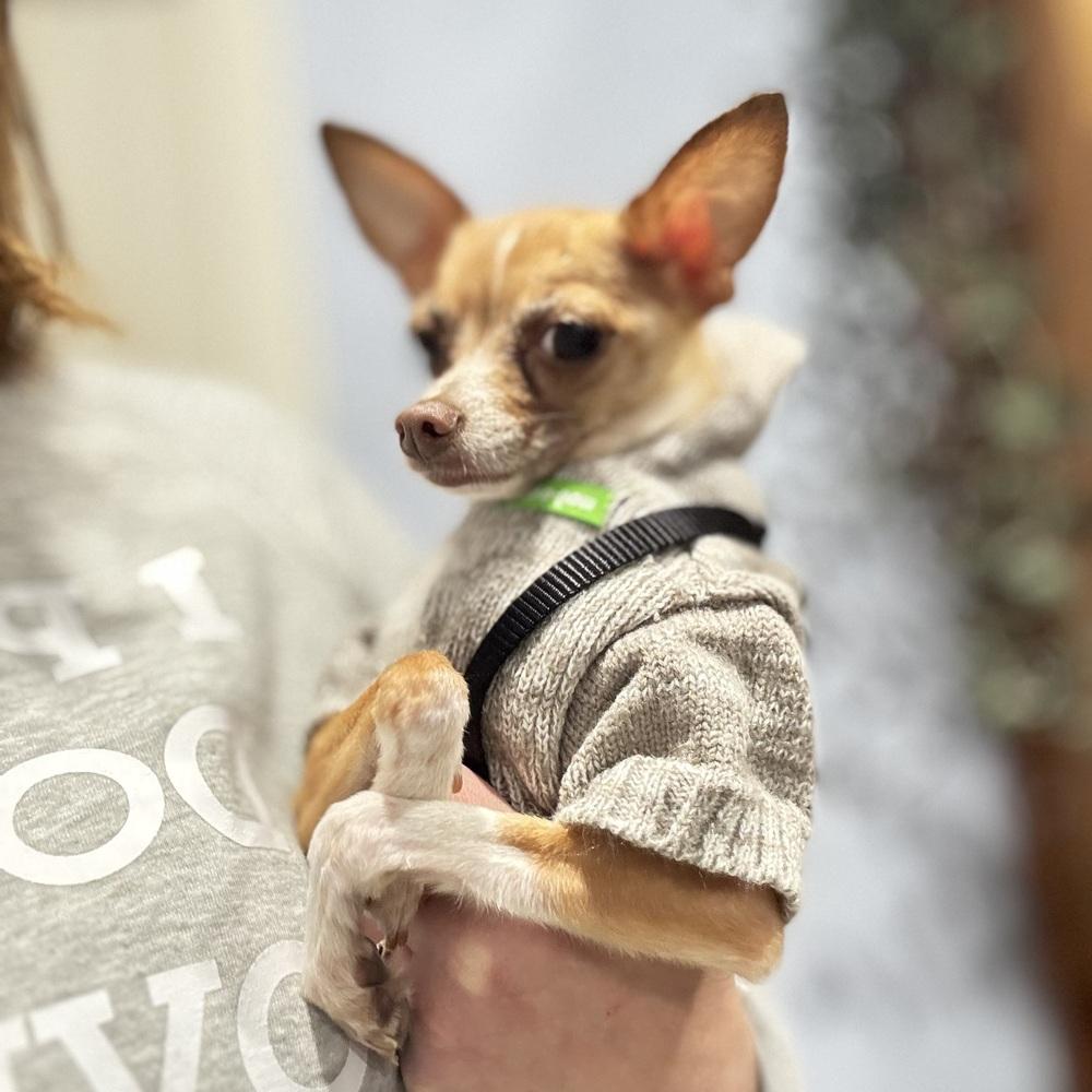 Enlarge Fresno, a Adoptable Chihuahua in Mundelein, IL image 3/6