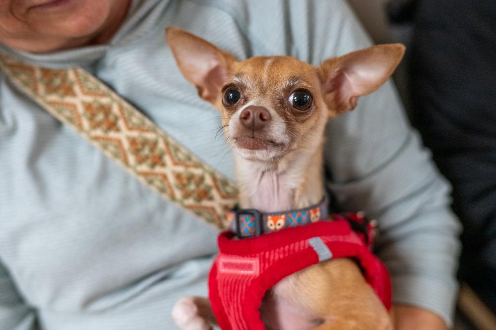 Enlarge Fresno, a Adoptable Chihuahua in Mundelein, IL image 4/6