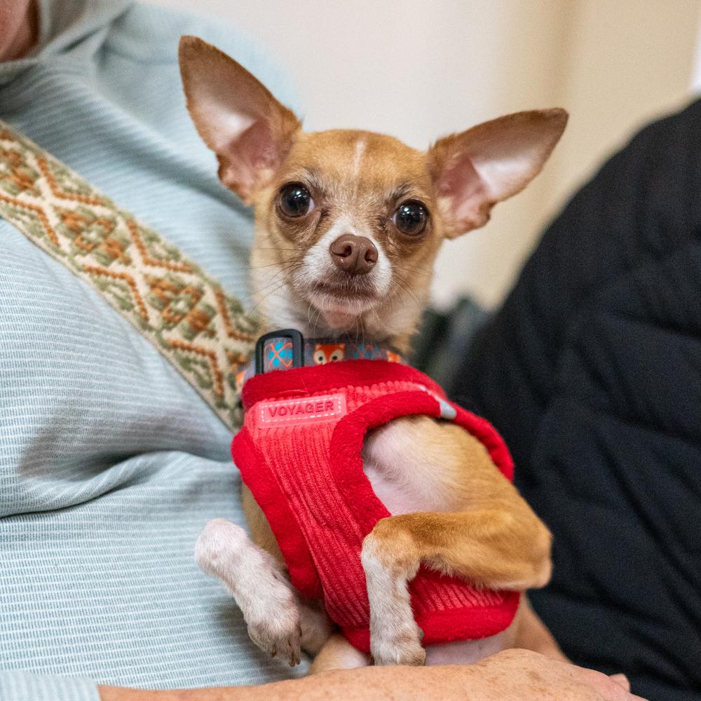 Enlarge Fresno, a Adoptable Chihuahua in Mundelein, IL image 5/6