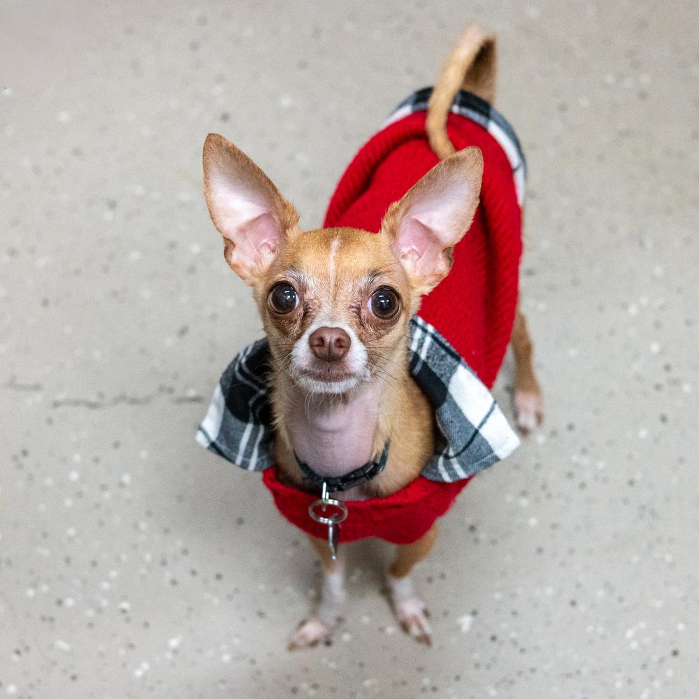 Enlarge Fresno, a Adoptable Chihuahua in Mundelein, IL image 5/6