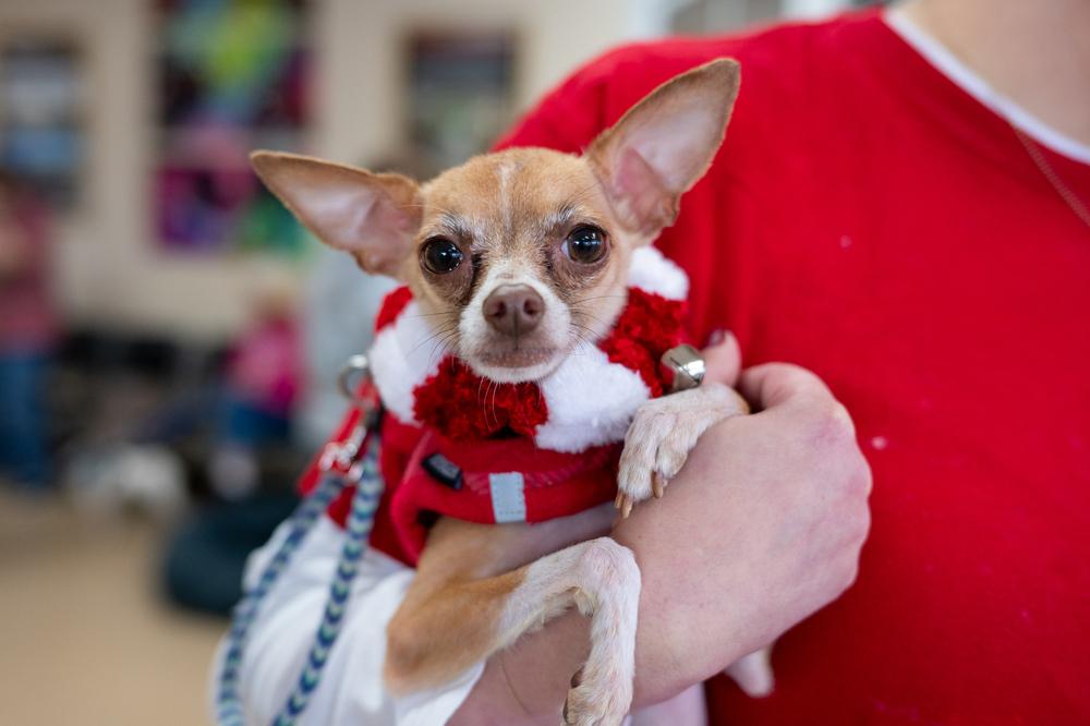 Enlarge Fresno, a Adoptable Chihuahua in Mundelein, IL image 6/6