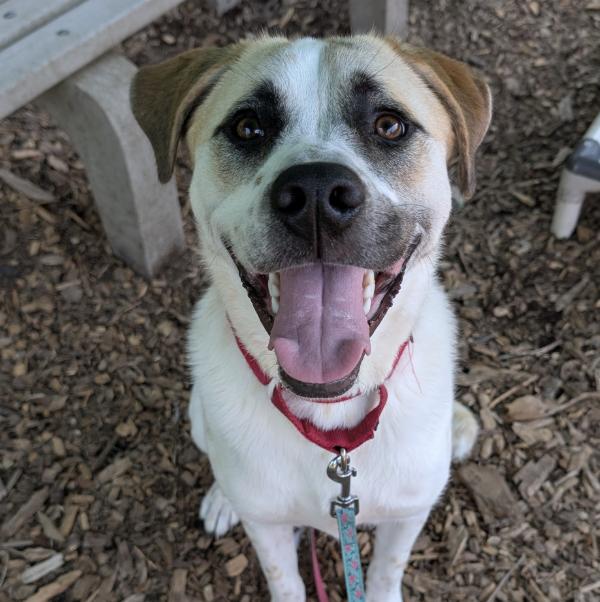 Enlarge Ivory, a Adoptable Mixed Breed in Briarcliff Manor, NY image 2/5
