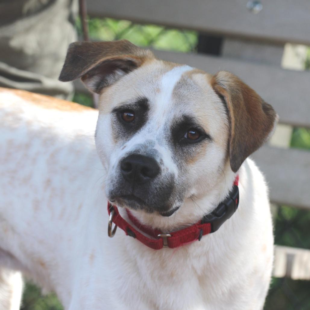 Enlarge Ivory, a Adoptable Mixed Breed in Briarcliff Manor, NY image 1/5