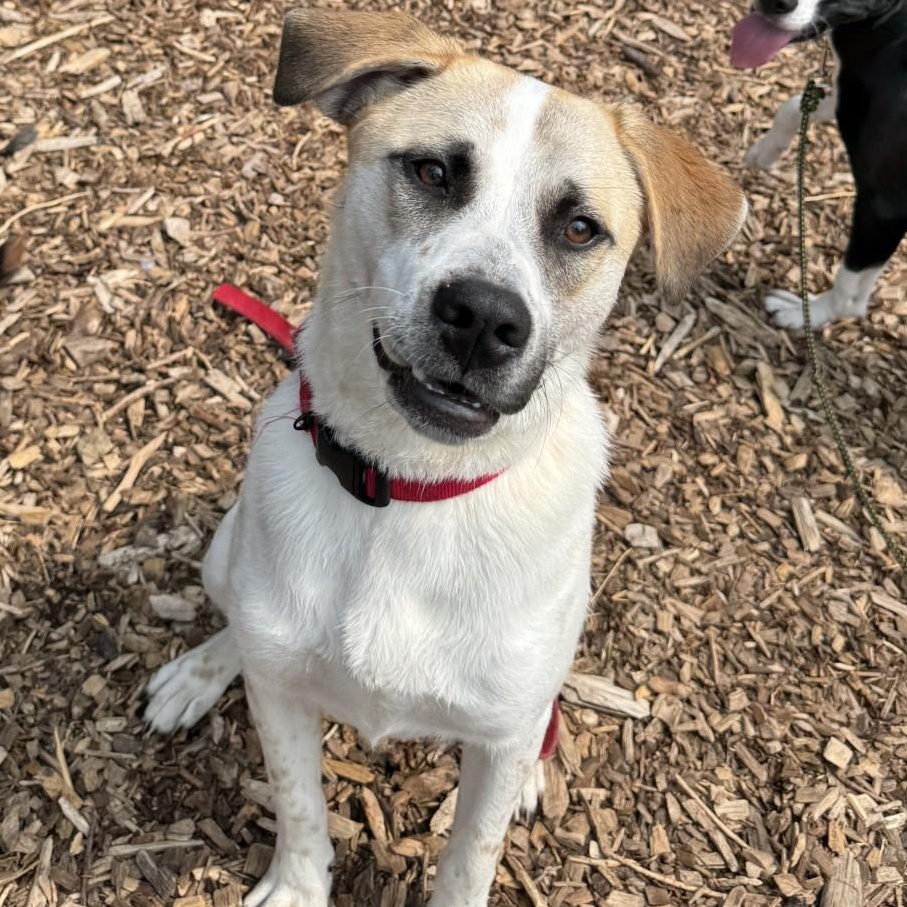 Enlarge Ivory, a Adoptable Mixed Breed in Briarcliff Manor, NY image 3/5