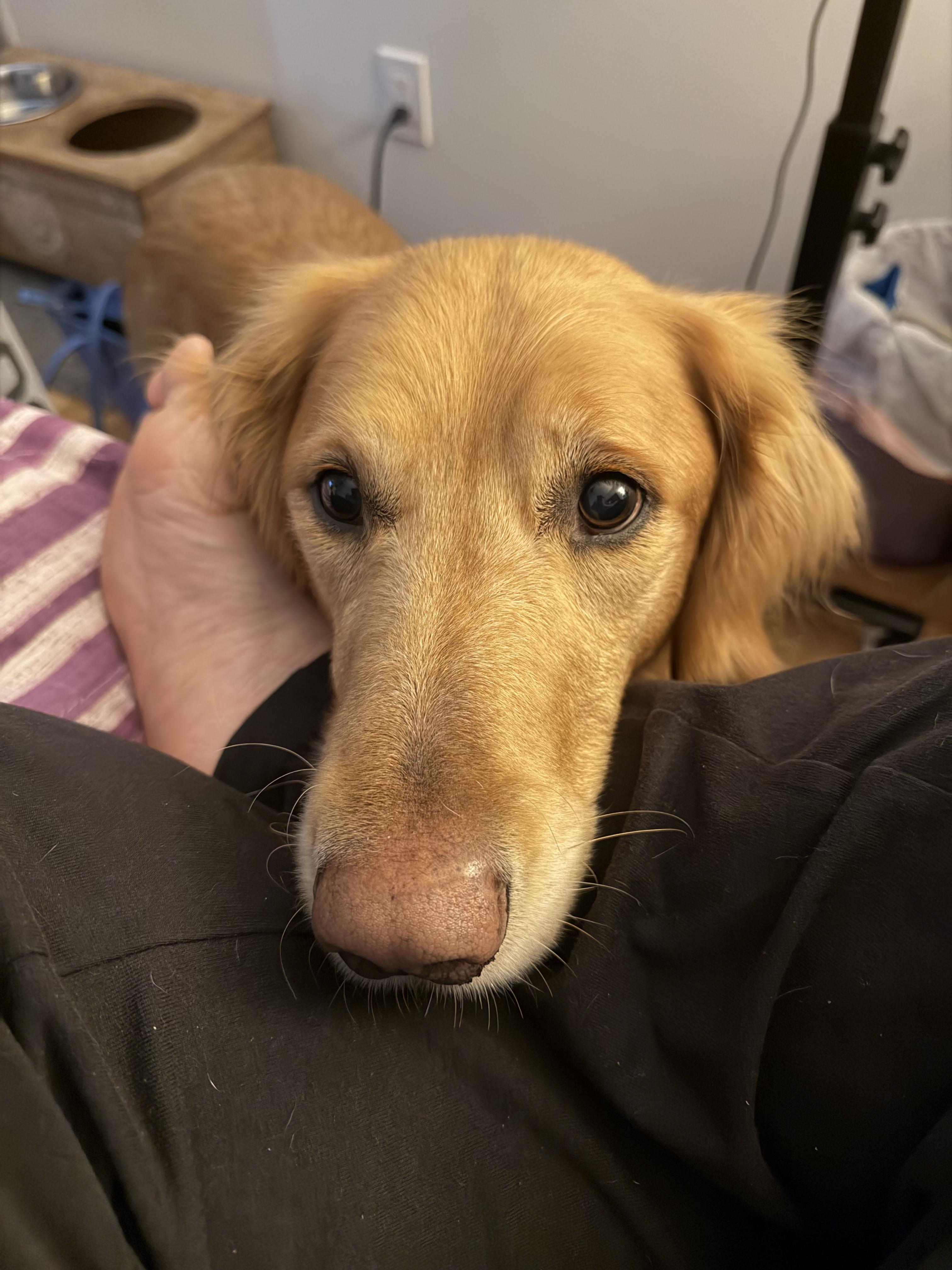 Enlarge Marley , an adopted Golden Retriever in Oceanport, NJ image 2/5