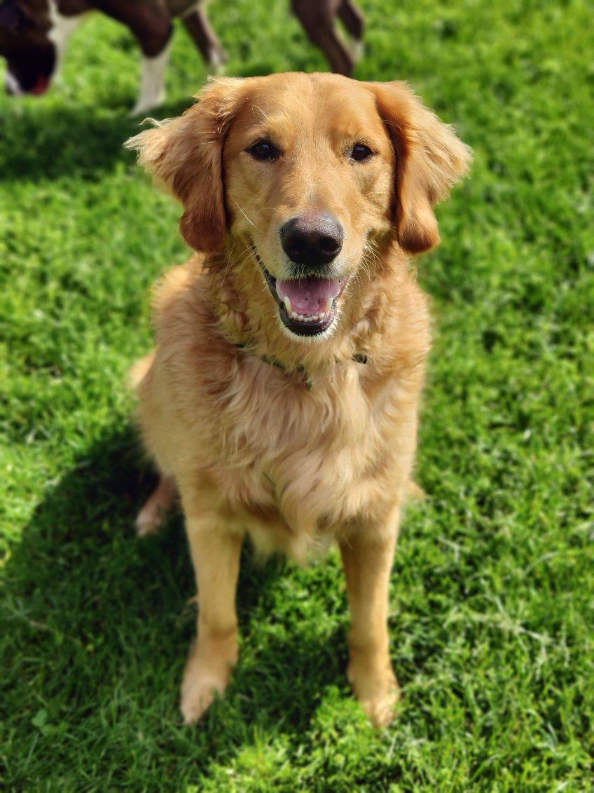 Marley , adopted, Adult Male Golden Retriever.