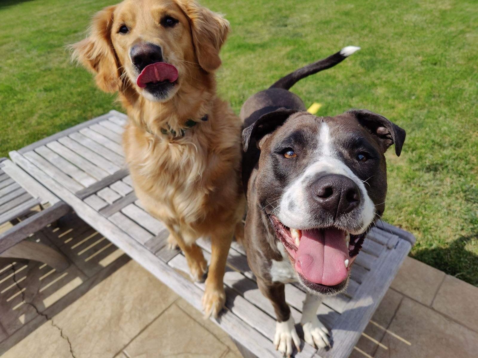Enlarge Marley , an adopted Golden Retriever in Oceanport, NJ image 3/5
