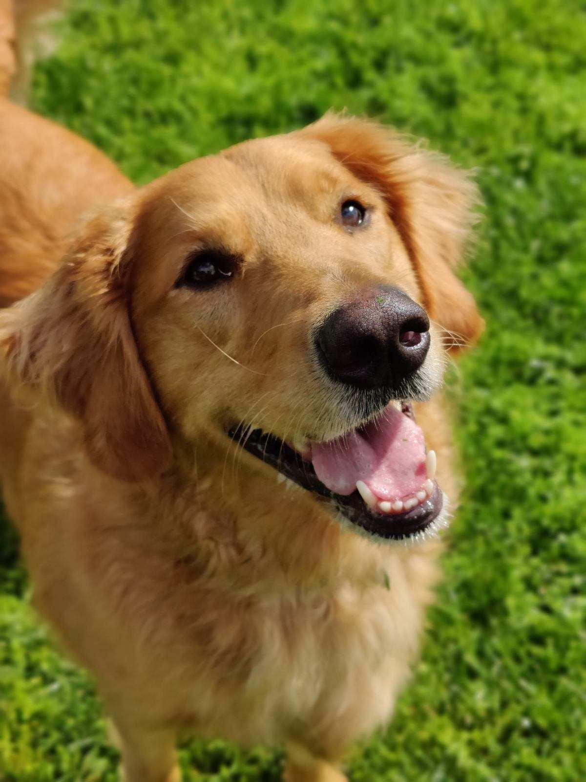 Enlarge Marley , an adopted Golden Retriever in Oceanport, NJ image 5/5
