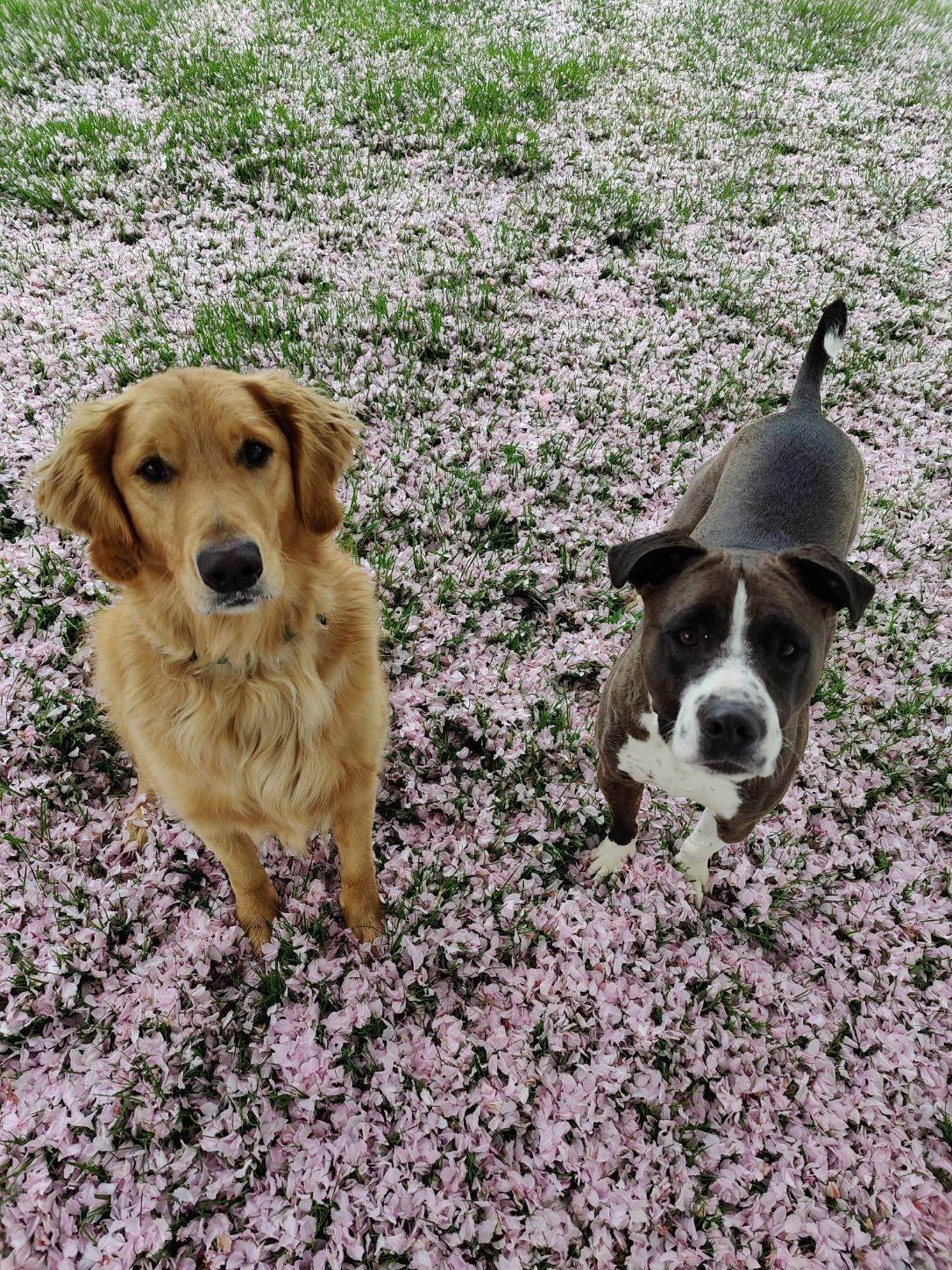 Enlarge Marley , an adopted Golden Retriever in Oceanport, NJ image 4/5