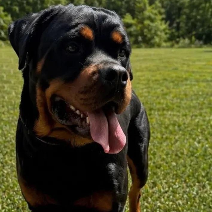 Enlarge Bodhi, an adopted Rottweiler in Polk, OH image 5/5