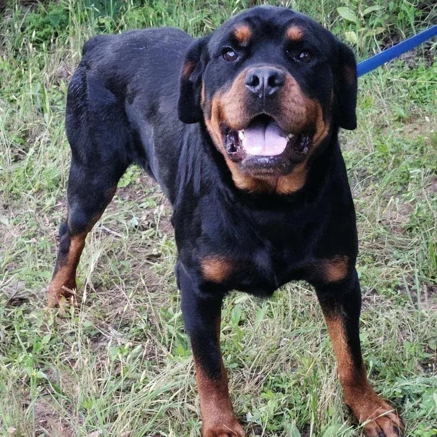 Enlarge Bodhi, an adopted Rottweiler in Polk, OH image 2/5