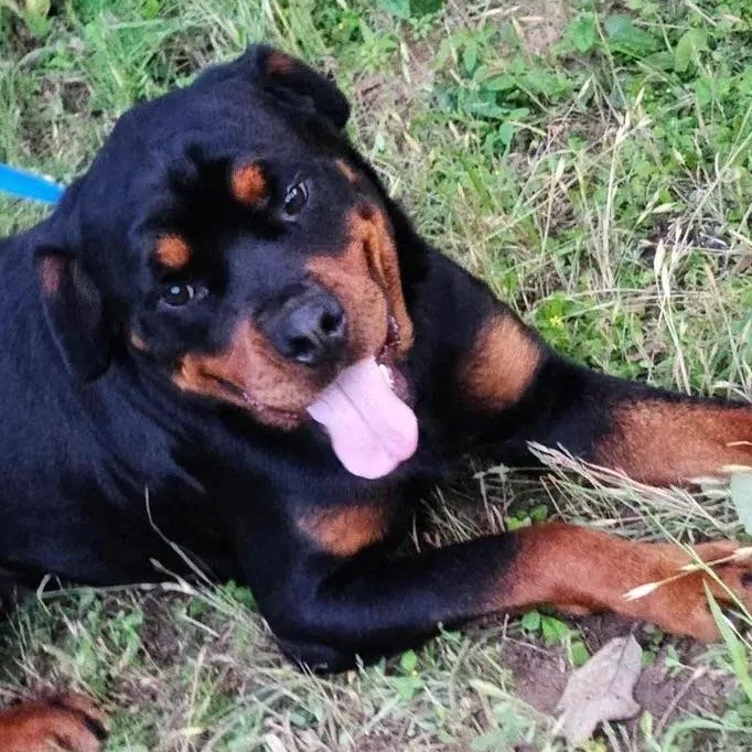 Enlarge Bodhi, an adopted Rottweiler in Polk, OH image 3/5