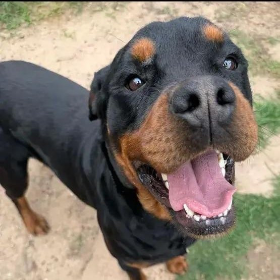 Enlarge Bodhi, an adopted Rottweiler in Polk, OH image 4/5