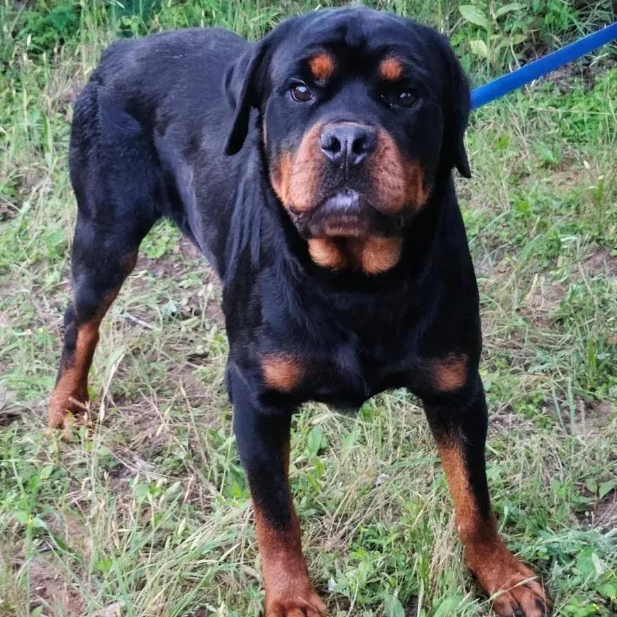 Bodhi, adopted, Adult Male Rottweiler.