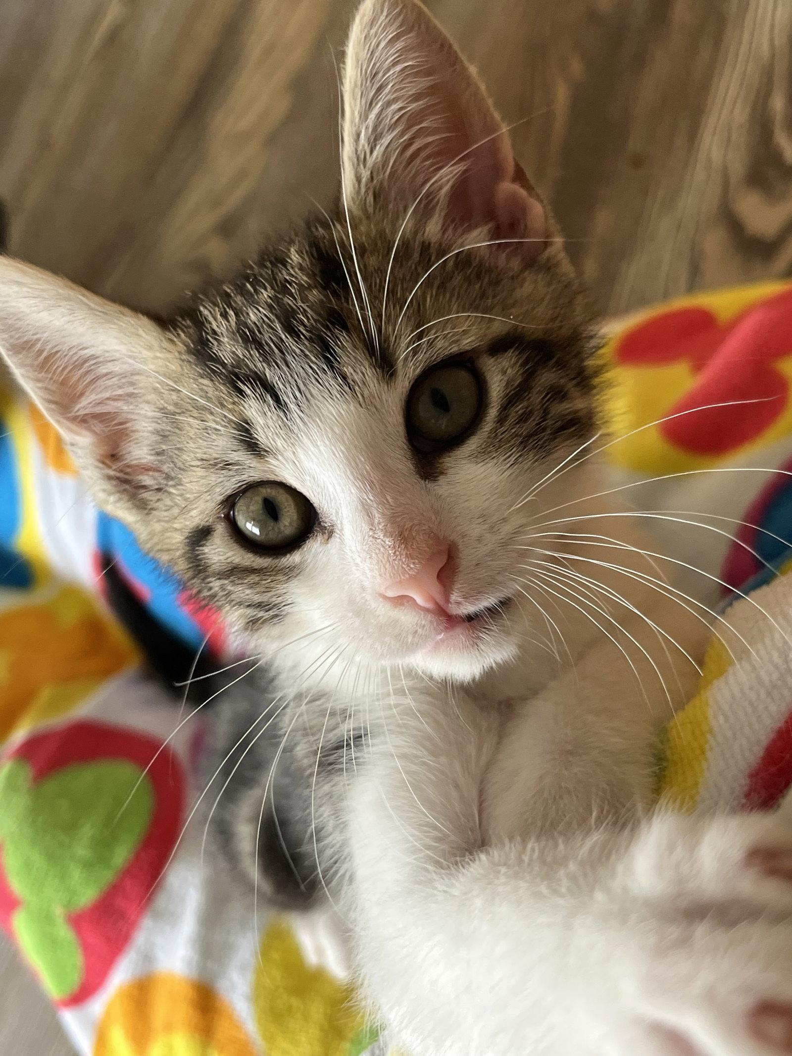 Dungaree, a Adopted Domestic Short Hair in Trenton, NJ image 1/3